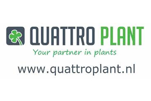 Quattro Plant